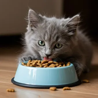 고양이 사료 추천, 급여량, 사료 그릇, 사료 거부_30