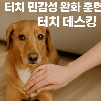 만지면 도망가는 강아지, 터치 데스킹 훈련으로 해결해요