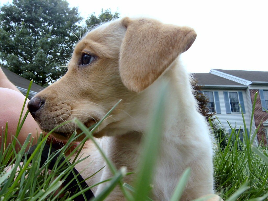 마킹하는 강아지 관련 사진