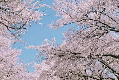 진해군항제 무료 셔틀버스 노선도, 기차 예매 꿀팁