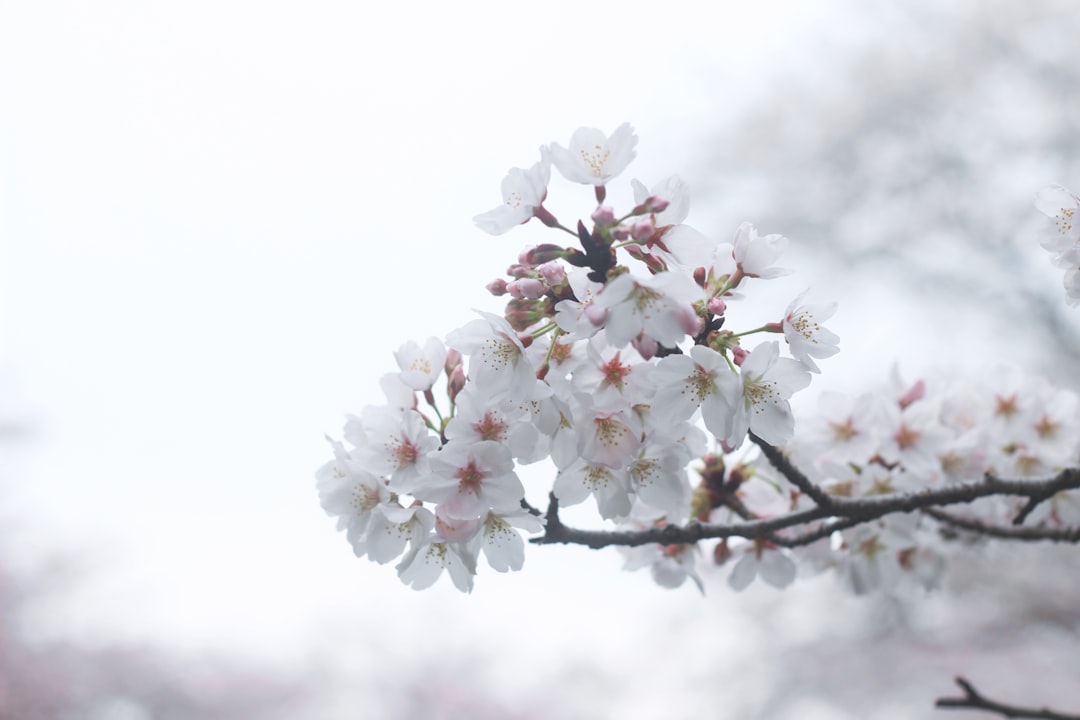 Plum blossom