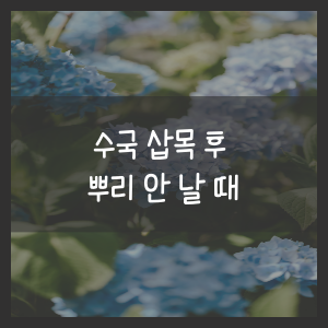 수국 삽목 후 뿌리 안 날 때