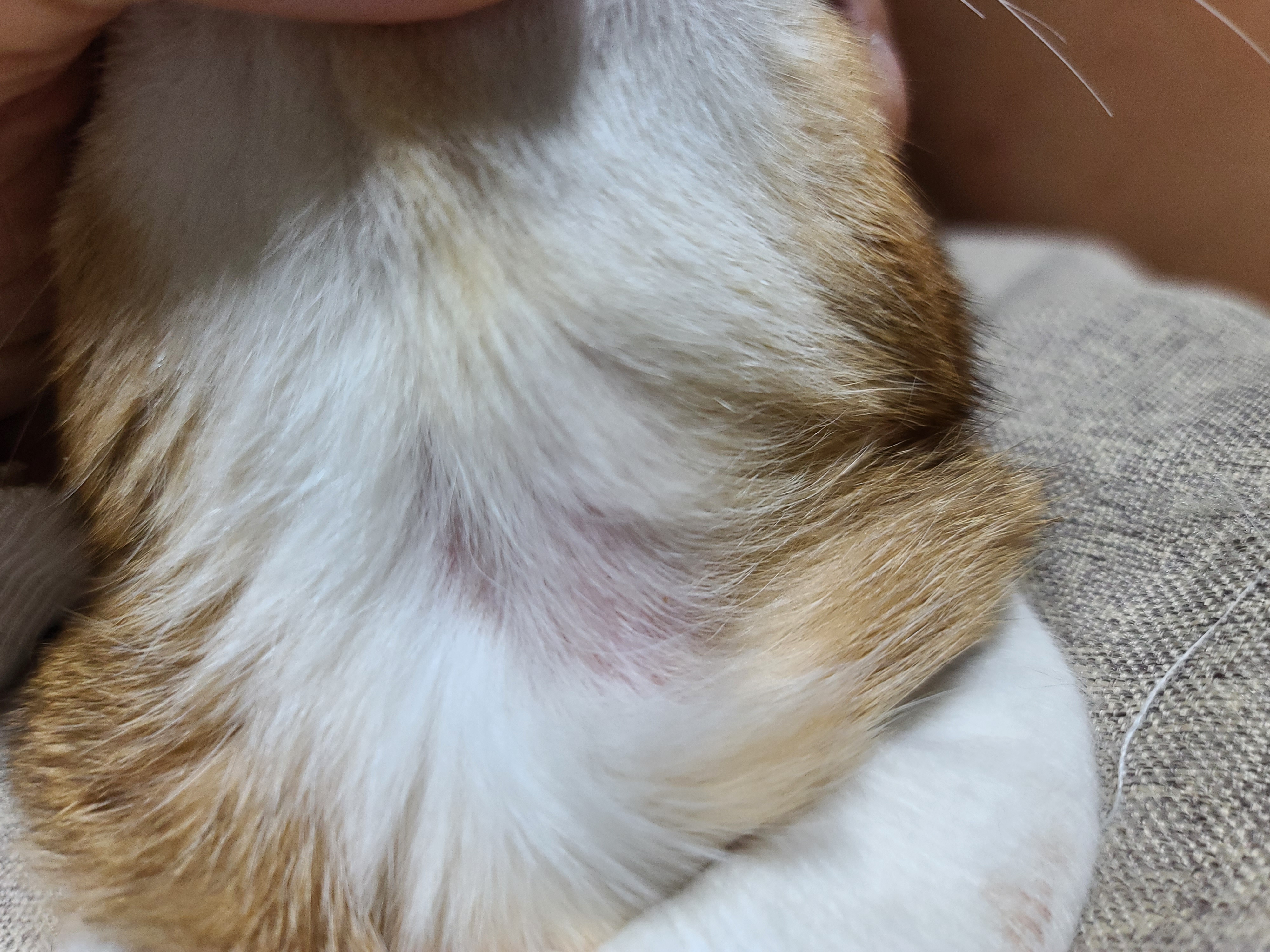 루디공주의 웃픈 넥카라 쇼!