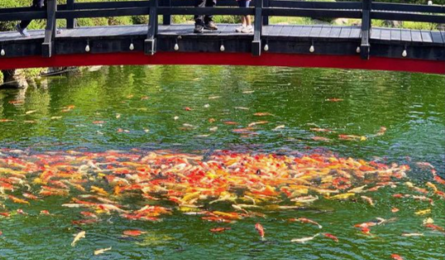 연못 속의 잉어들 모습