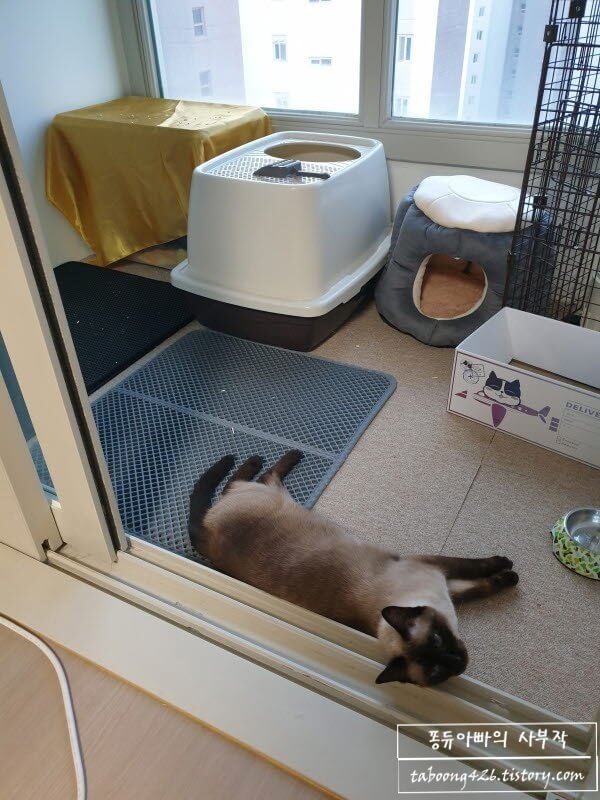 더위에 지친 고양이