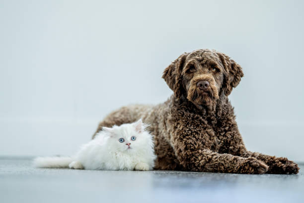강아지와 고양이를 함께 키우는 이유