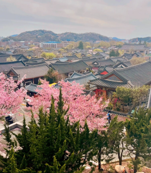 벚꽃 개화 시기