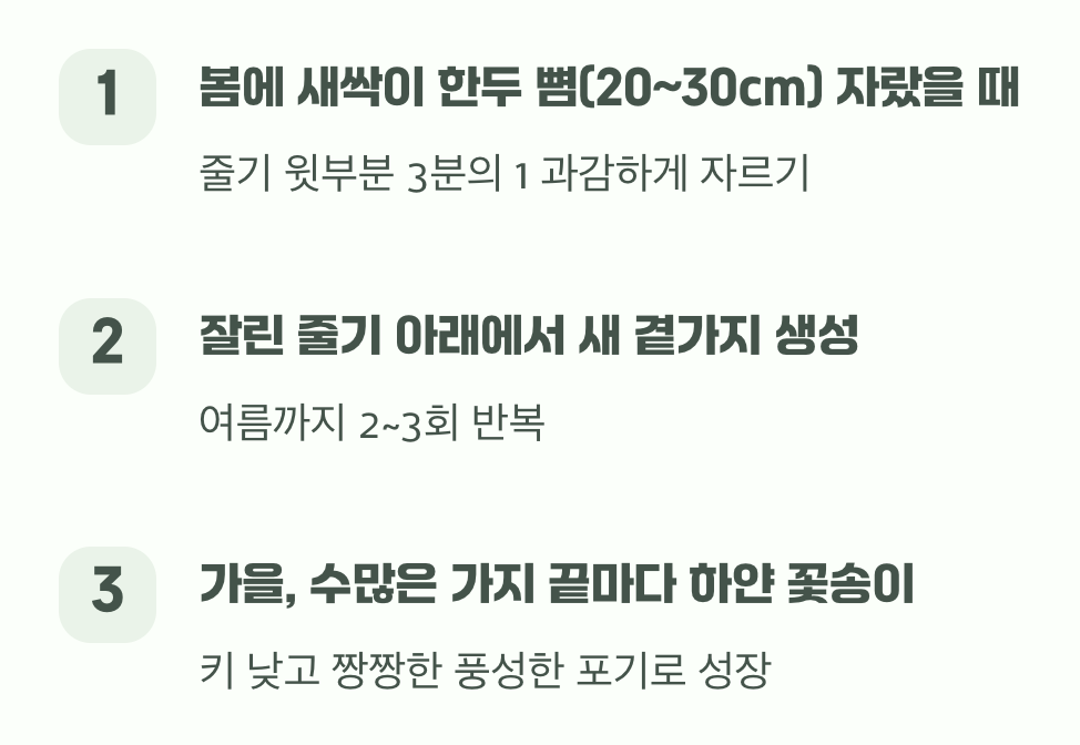 풍성한 꽃을 위한 여름의 약속, 순지르기