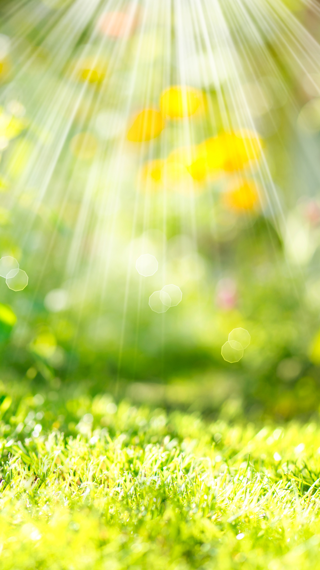 스마트폰 봄 계절 꽃 배경화면 사진 이미지 모음