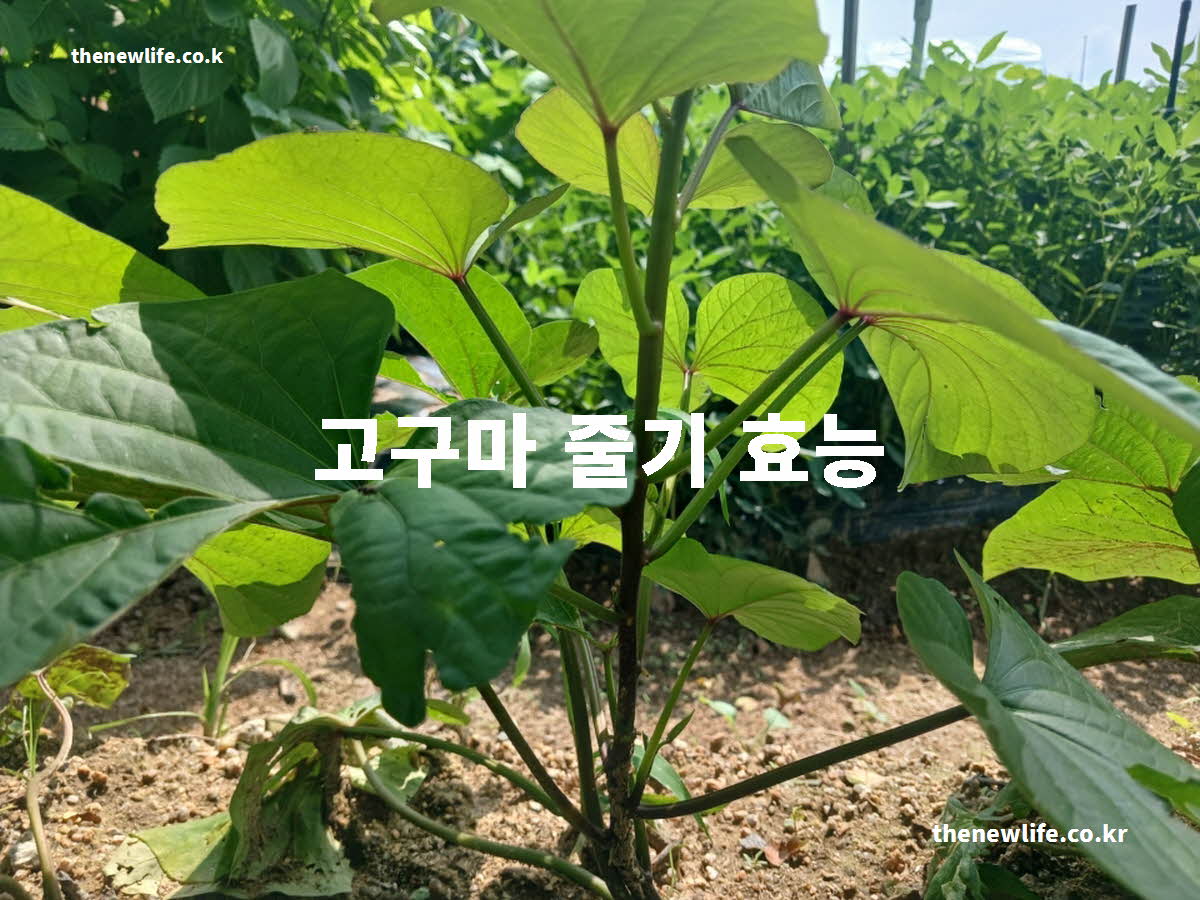 고구마줄기 효능 대표 실사진