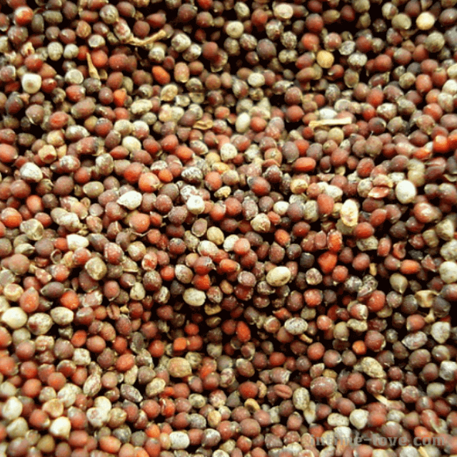 겨자씨(mustard seed) 효능