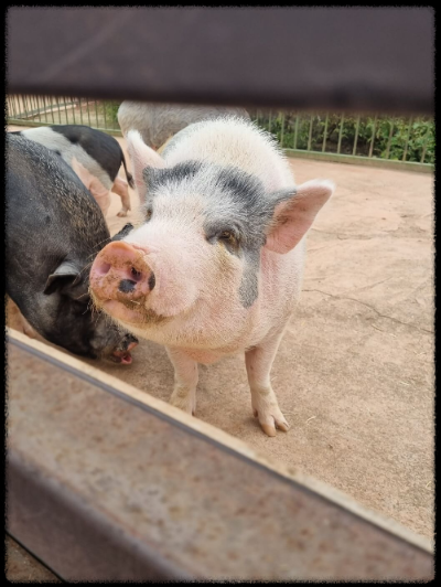 안성팜랜드 핑크뮬리,코스모스 가을 사진여행 추천합니다.