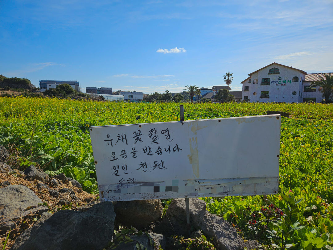 산방산 유채꽃 입구
