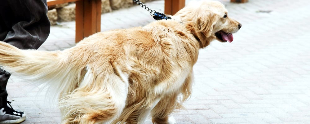 강아지 광견병 증상 9