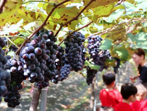네모세모 복숭아, 호두, 곶감, 사과, 포도 재배 파는 곳 전국 택배 전화 판매