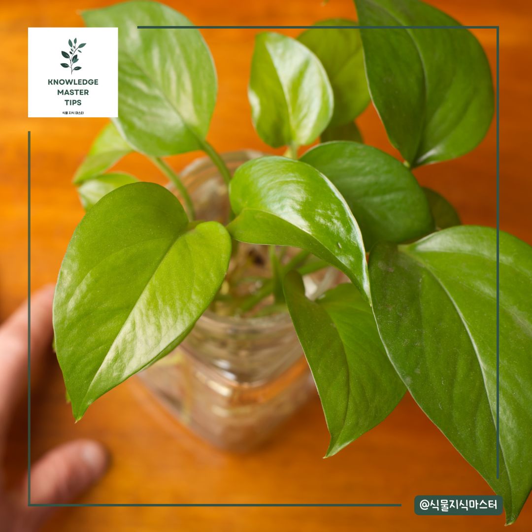 킨답서스 번식 후 흙에 옮겨 심는 방법