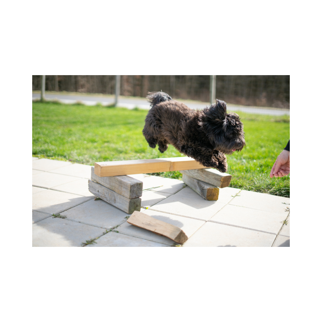 강아지 나이 계산법과 이에 따른 건강 관리법 알아보기