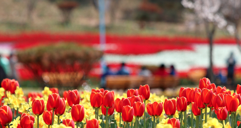 태안 세계 튤립 꽃박람회