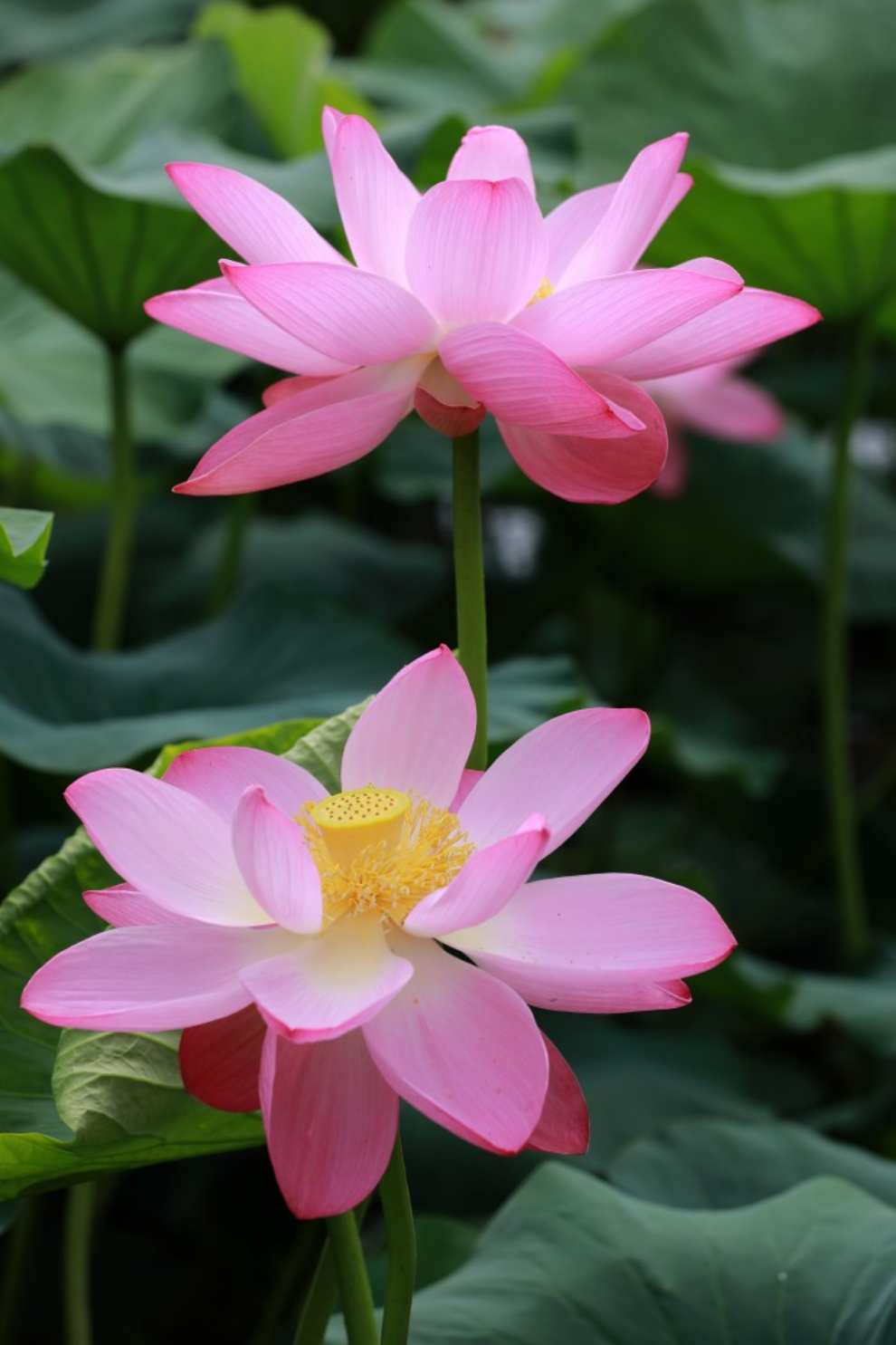 세미원 연꽃문화제