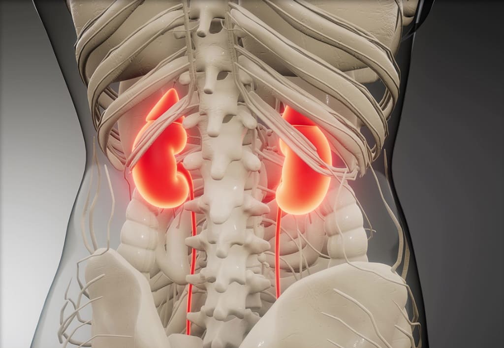 신장 위치를 중심으로 한 옆구리 통증의 해부학적 구조도