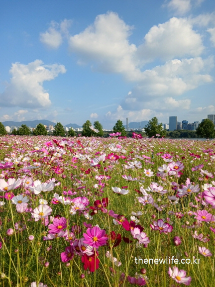 푸른 하늘 아래 펼쳐진 구리 한강시민공원 코스모스 길 꽃물결