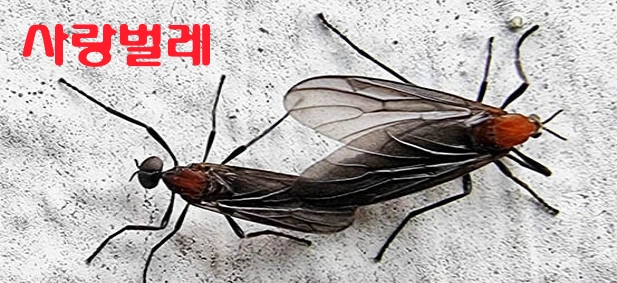사랑벌레 러브버그 