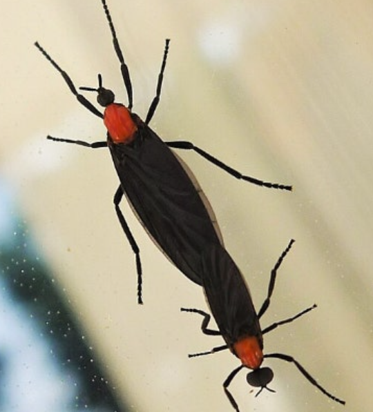 러브버그-퇴치-방법-관련-사진