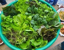 서유채농장-친환경채소