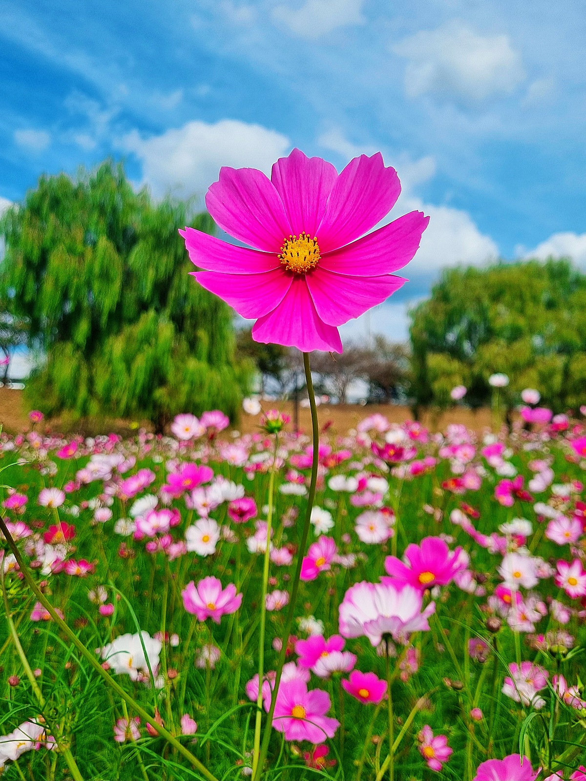 서울 근교 가을꽃 만발한&amp;#44; 경기도 고양시 강매석교공원 창릉천 코스모스축제