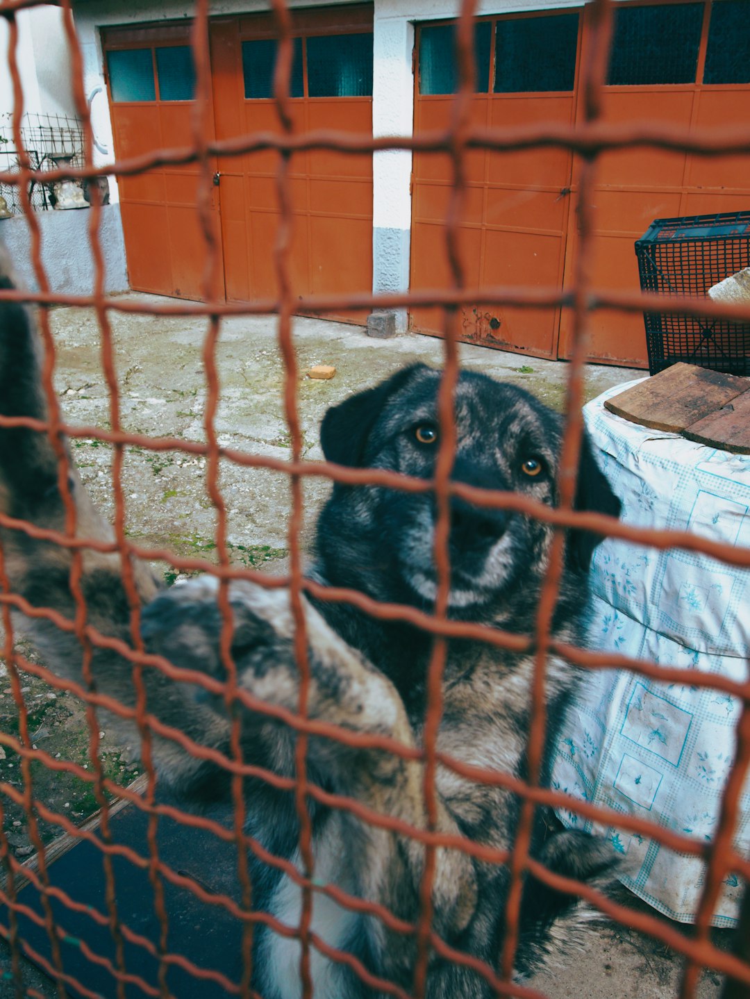 울산 유기 동물 보호소 철거