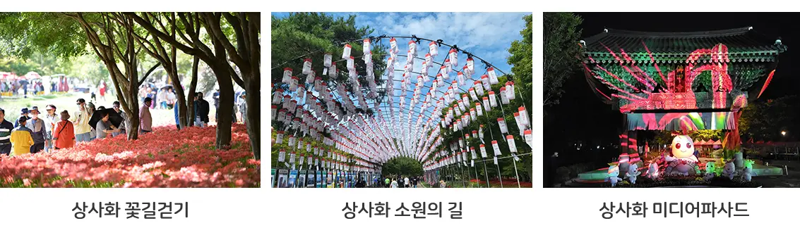 영광 불갑산 상사화축제