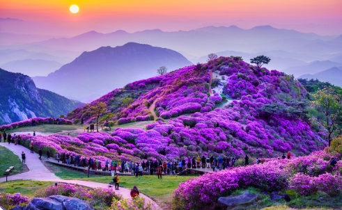 황매산철쭉군락지