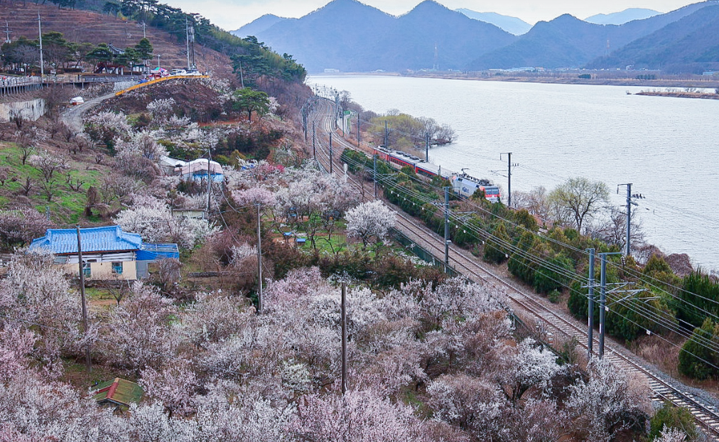 순매원 매화풍경