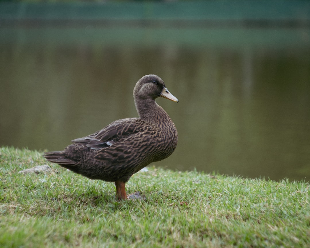 Han Duck-soo