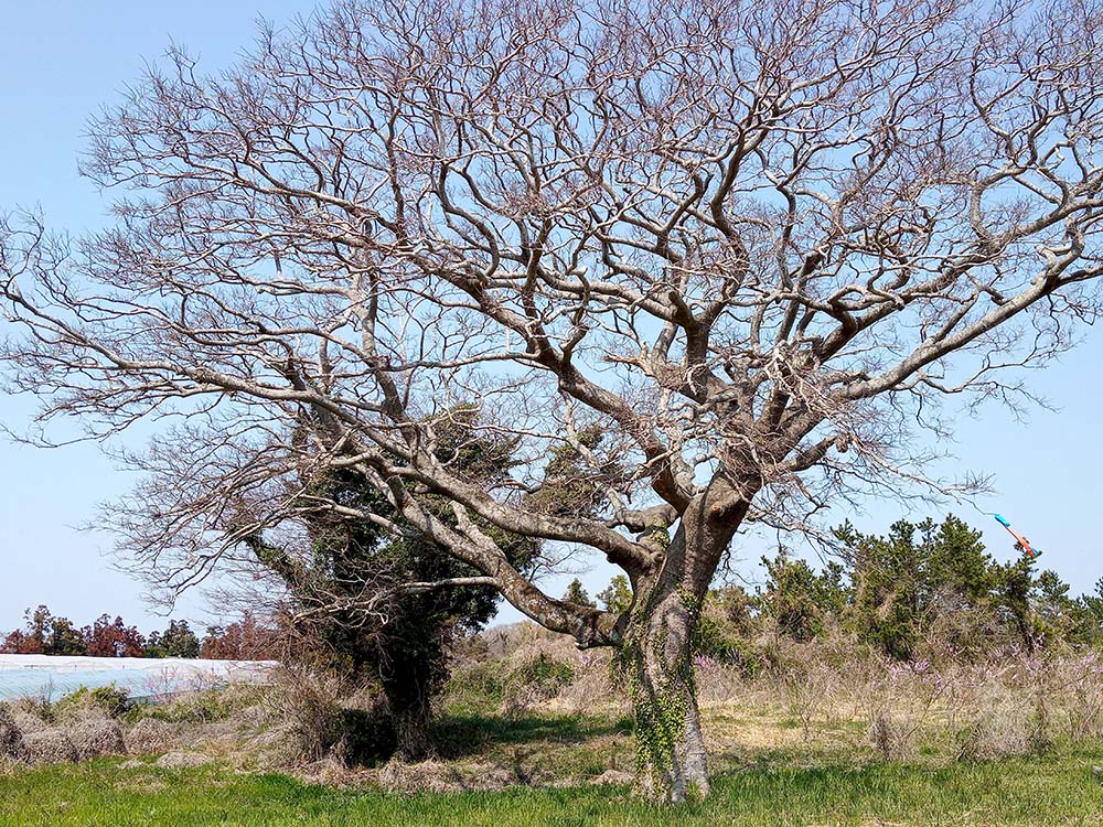 올레11코스: 모슬포에서 무릉 올레까지
