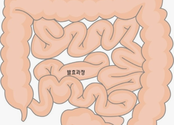 글루타민의 효능 효과와 L -글루타민 그리고 글루타민의 부작용