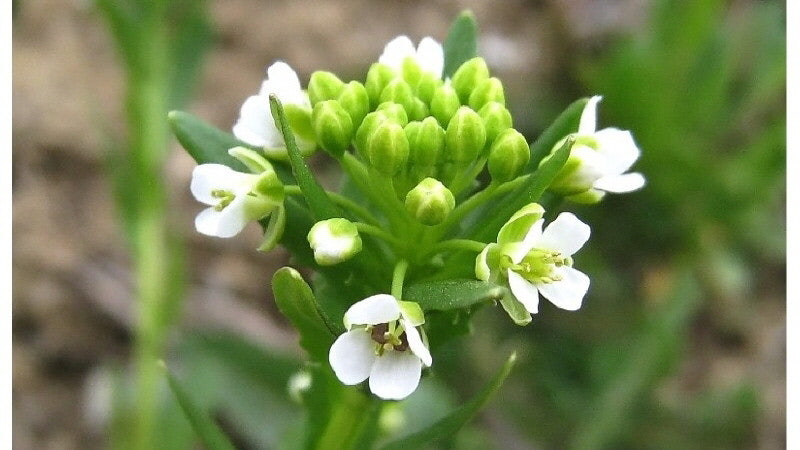 금속을 먹는 식물 – 초금속 축적 식물의 신비한 세계