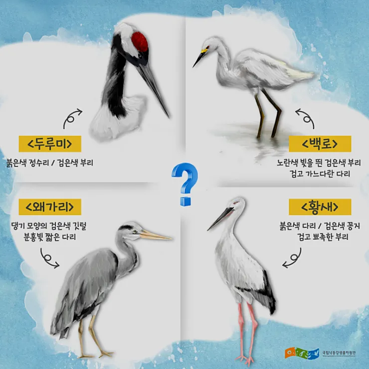 황새와 학 두루미 차이점과 생태적 특징 심층 비교_2