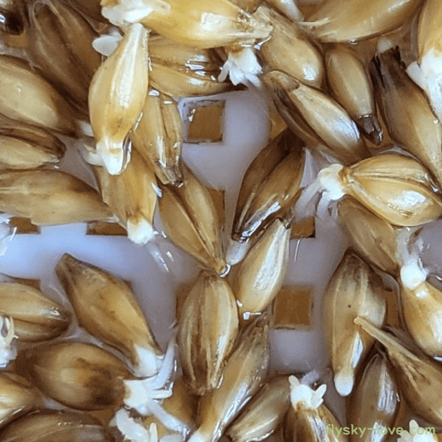 당뇨에 효과적인 쌀눈