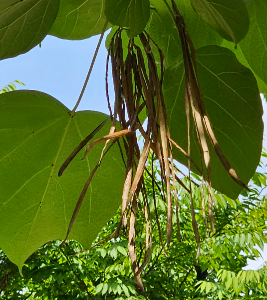 개오동 열매2