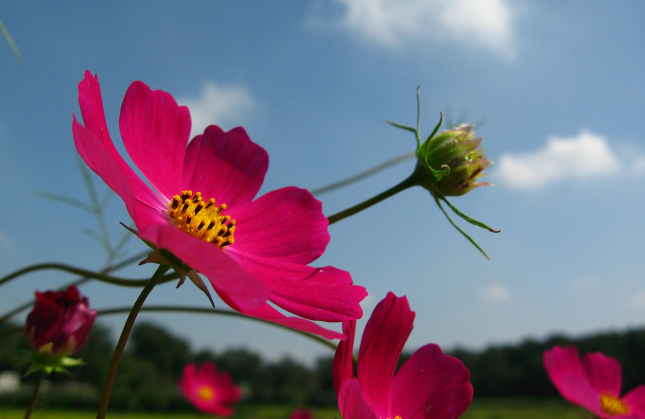 분홍색 코스모스꽃