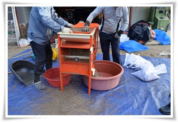 텃밭 "6월, 들깨 심으세요!" 고소함 가득 씨앗부터 수확까지 완벽 가이드!