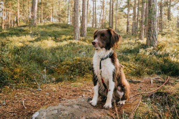 "미세먼지와 오존: 반려견의 장기적인 건강을 헤치는 이유"