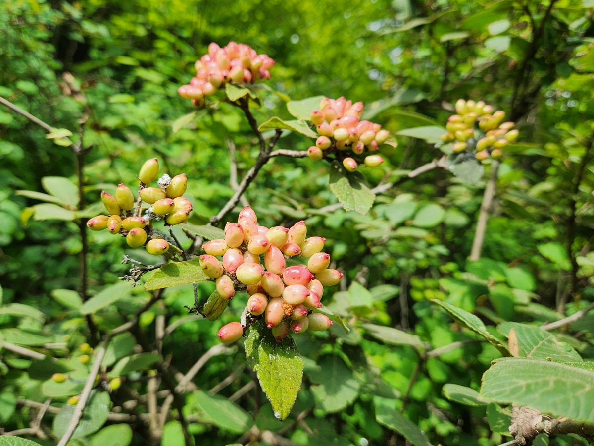 산분꽃나무
