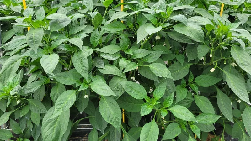 고춧잎 재배 잎 수확용 가지 치기 친환경 시비_3