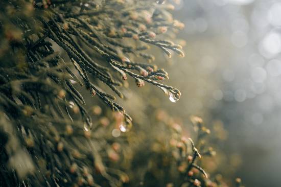 2025 장마 기간, 지역별 예상 일정