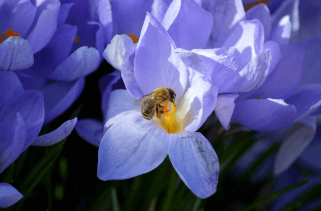 제비꽃 생태계 역할