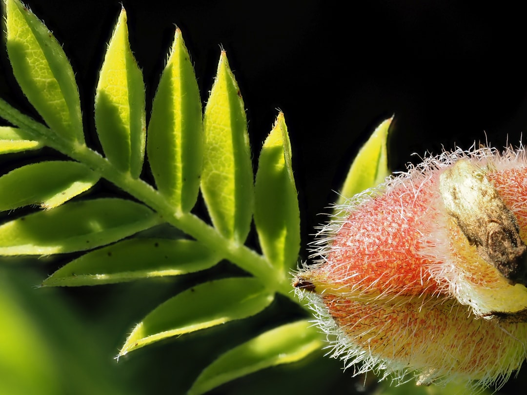 Astragalus