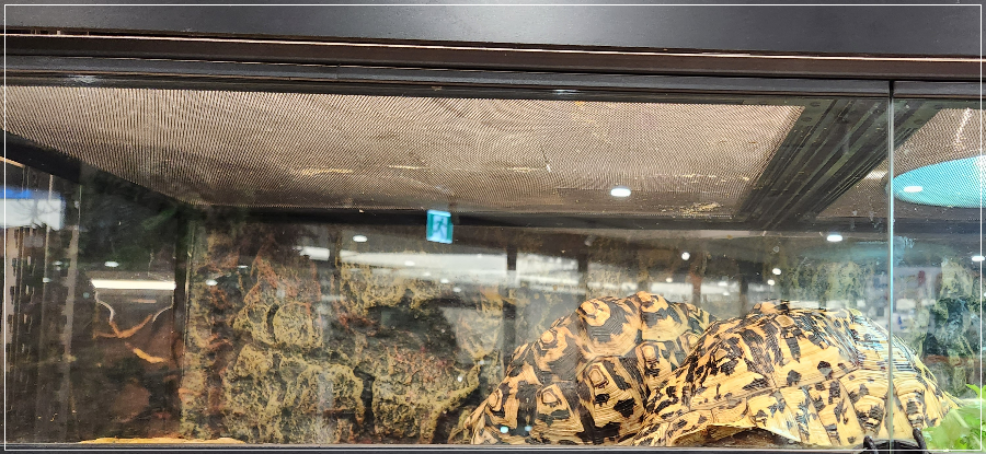 롯데시네마-판교-주차-가볼만한-곳