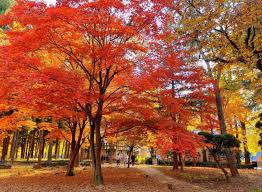 남이섬 입장권 할인